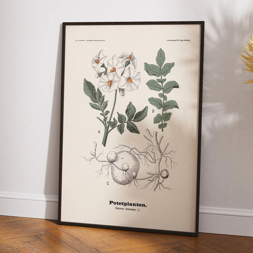 Kartoffel 1899 - Botanisk planche – billede 2