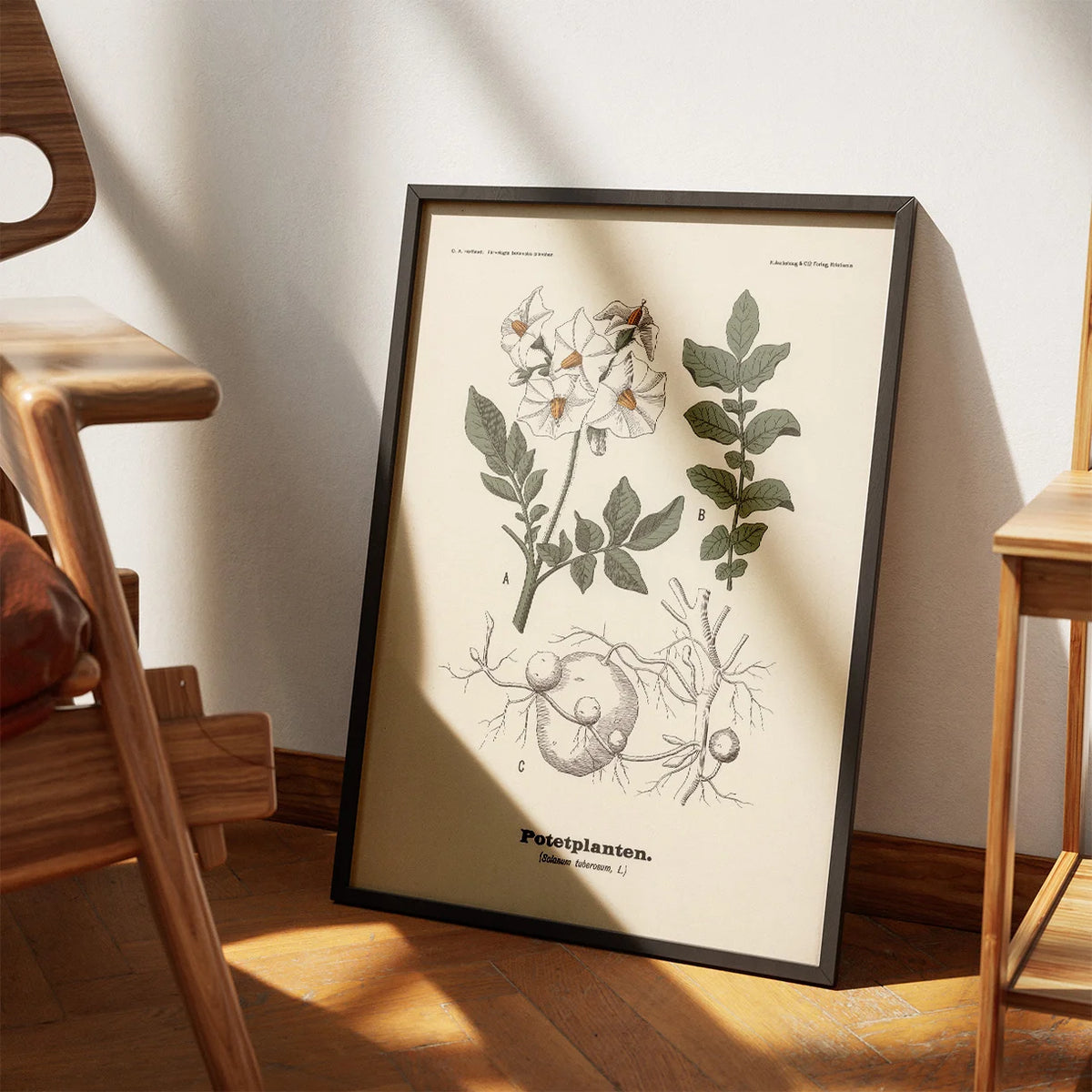 Kartoffel 1899 - Botanisk planche – billede 3
