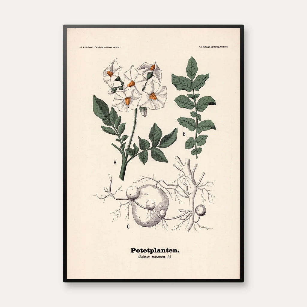 Kartoffel 1899 - Botanisk planche – billede 1