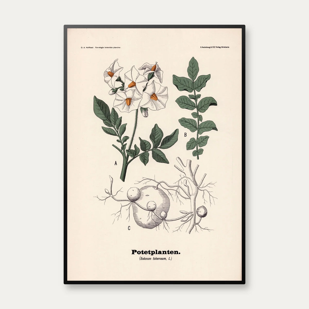 Kartoffel 1899 - Botanisk planche – billede 1