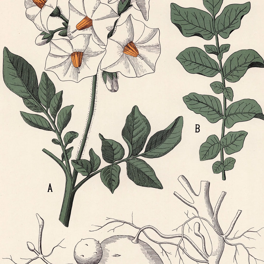 Kartoffel 1899 - Botanisk planche – billede 4