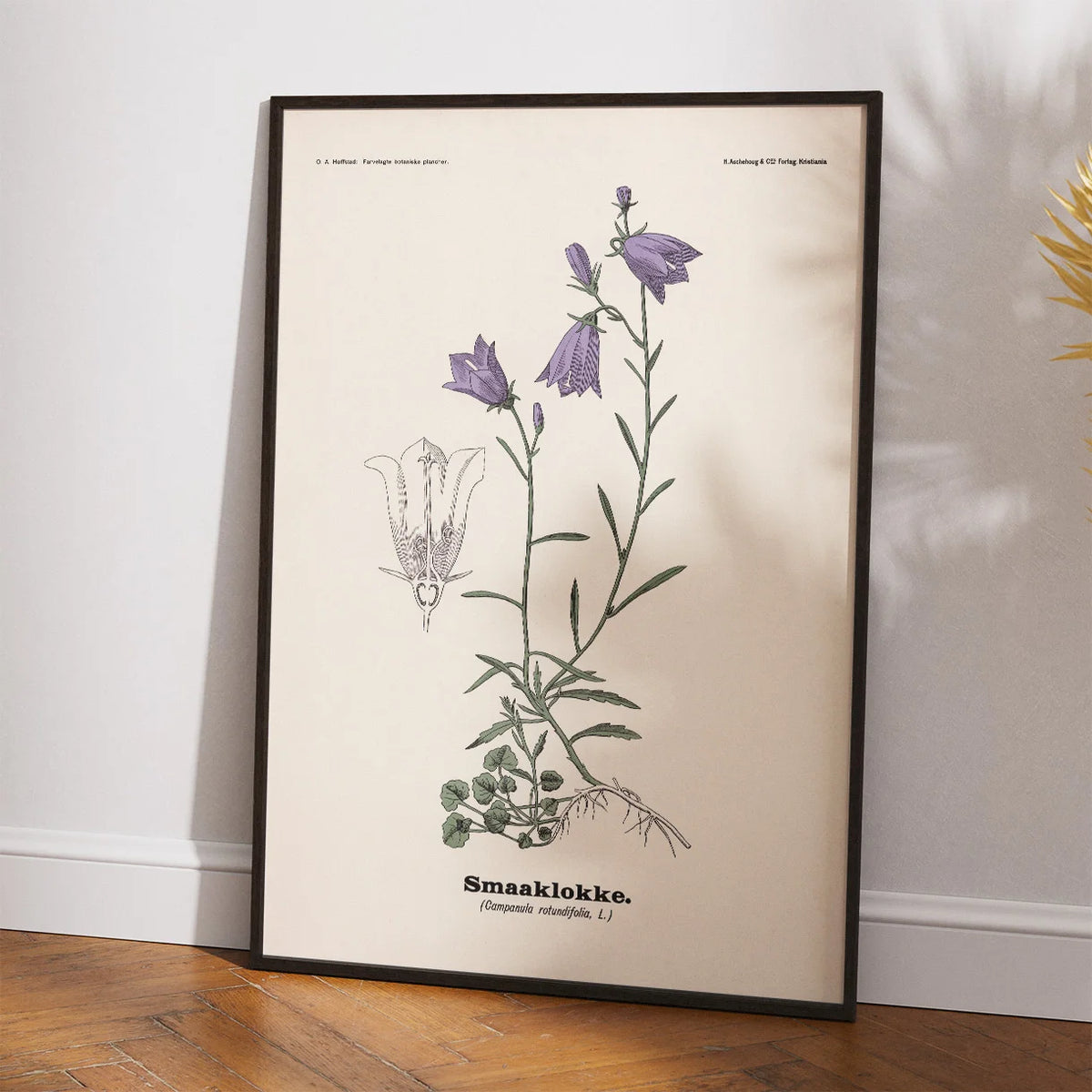 Blåklokke 1899 - Botanisk planche – billede 2