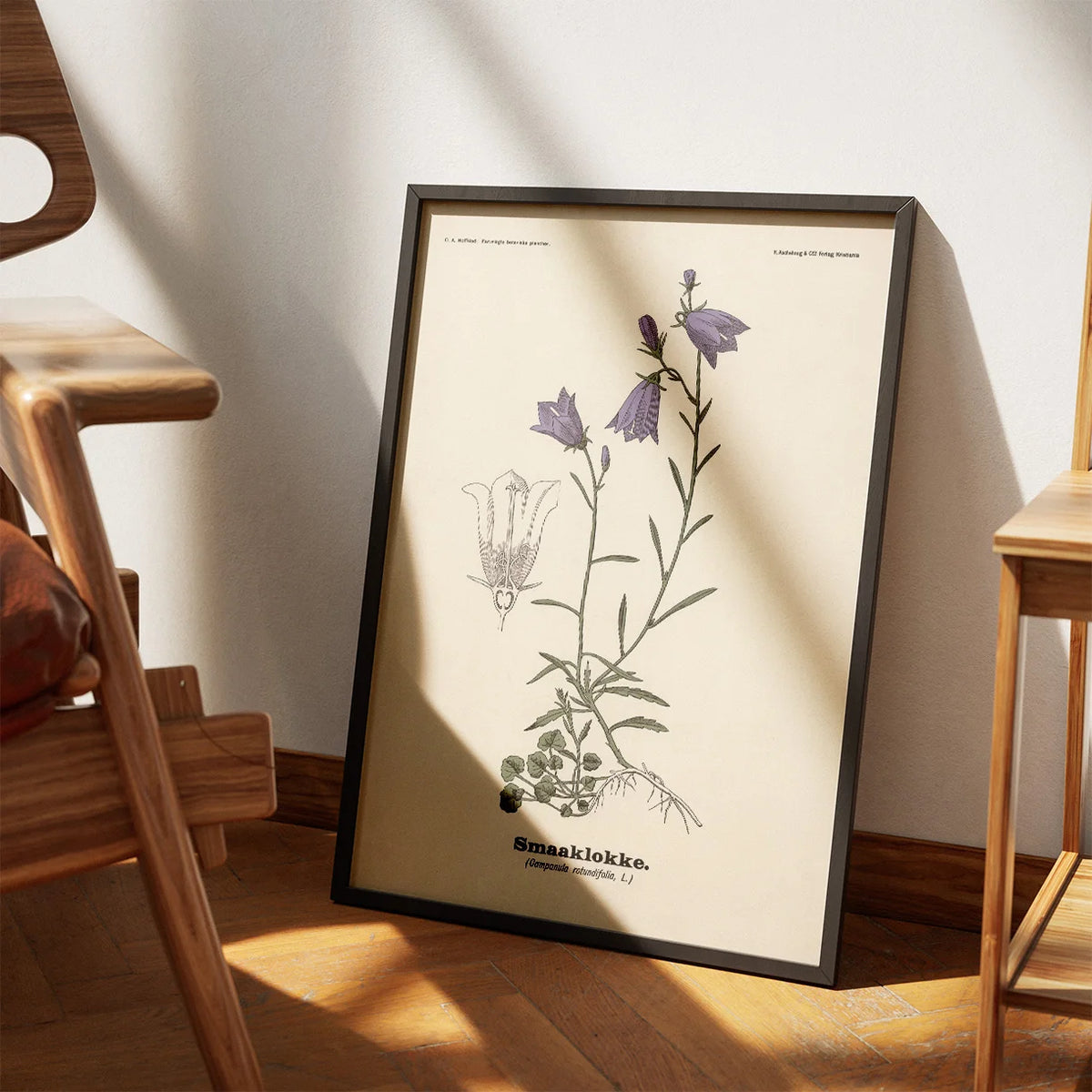 Blåklokke 1899 - Botanisk planche – billede 3