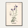 Blåklokke 1899 - Botanisk planche – billede 1