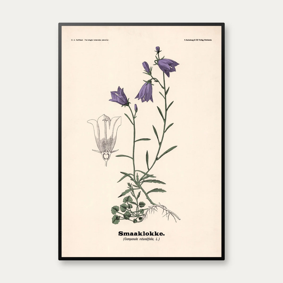 Blåklokke 1899 - Botanisk planche – billede 1