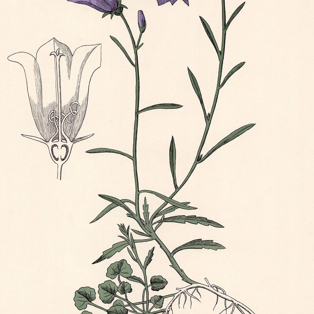 Blåklokke 1899 - Botanisk planche – billede 4
