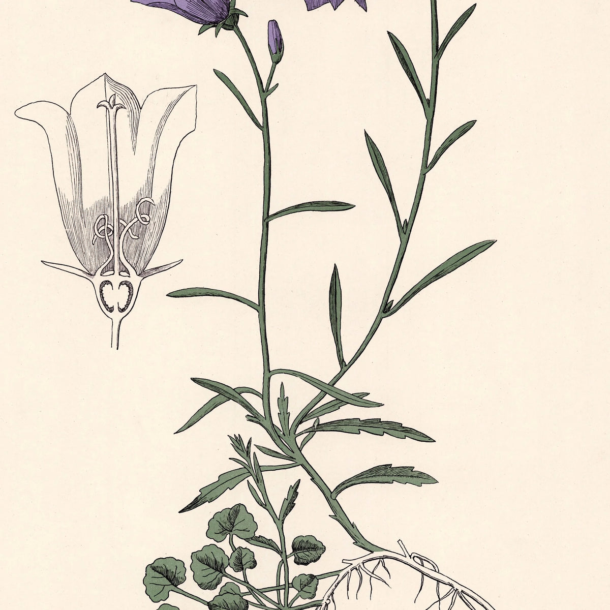 Blåklokke 1899 - Botanisk planche – billede 4