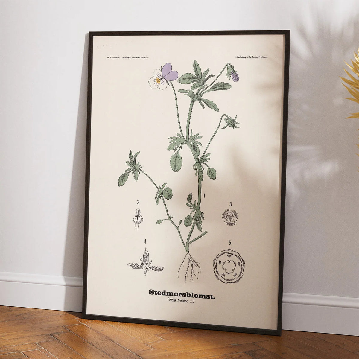 Stedmoderblomst 1899 - Botanisk planche – billede 2