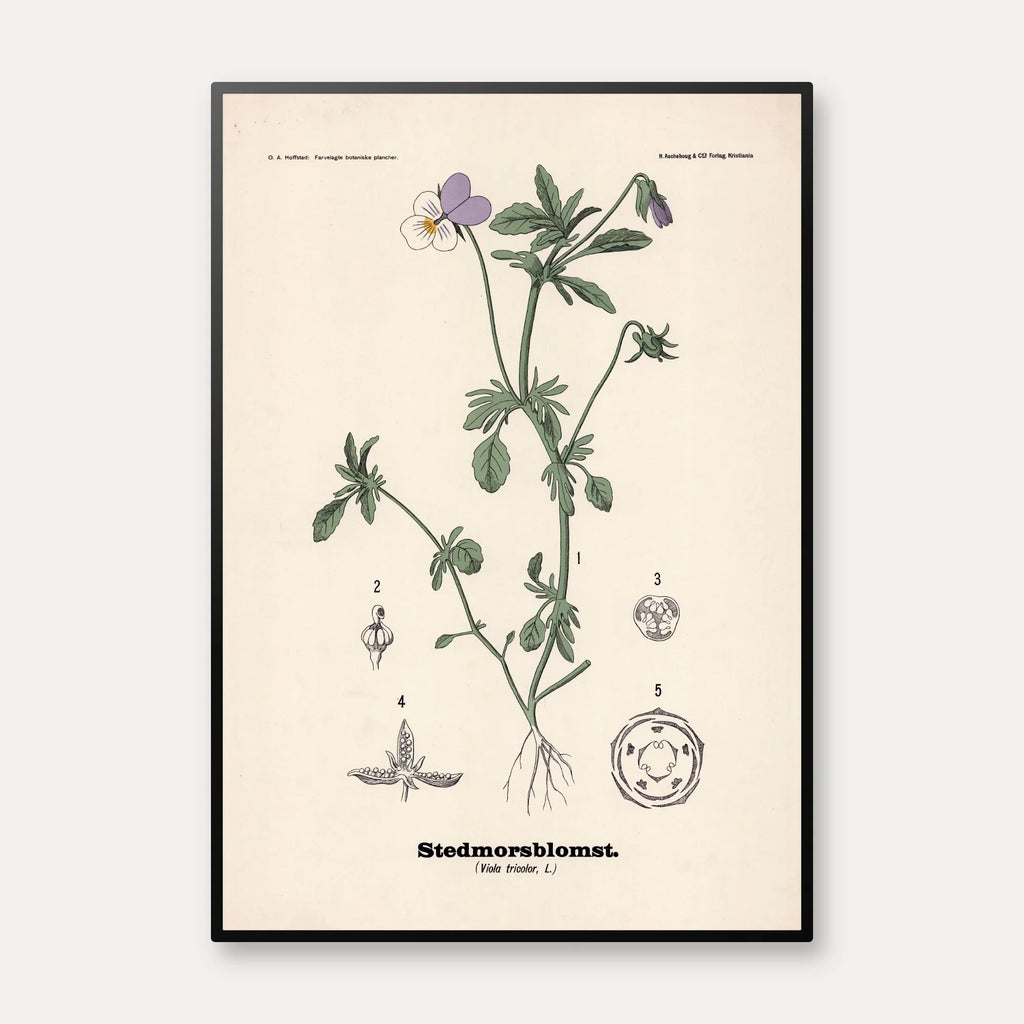 Stedmoderblomst 1899 - Botanisk planche – billede 1