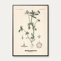 Stedmoderblomst 1899 - Botanisk planche – billede 1