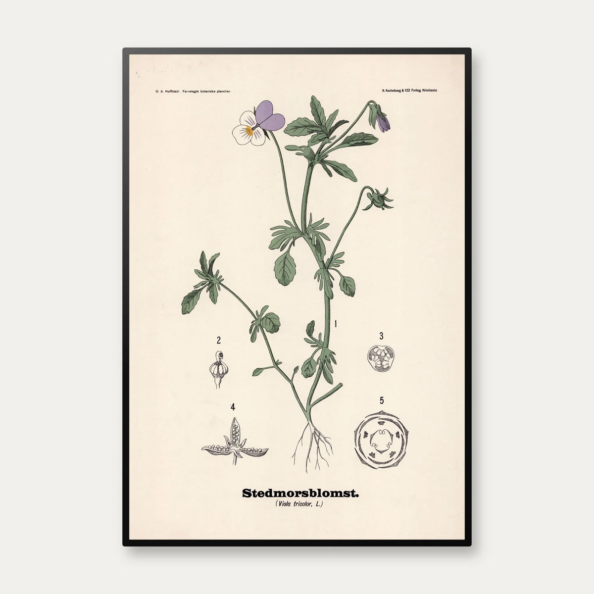 Stedmoderblomst 1899 - Botanisk planche – billede 1