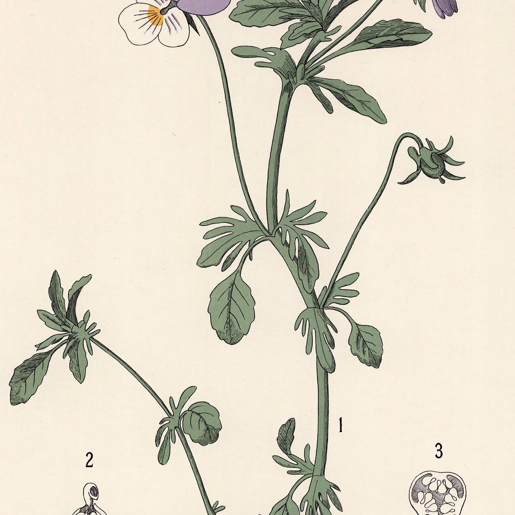 Stedmoderblomst 1899 - Botanisk planche – billede 4