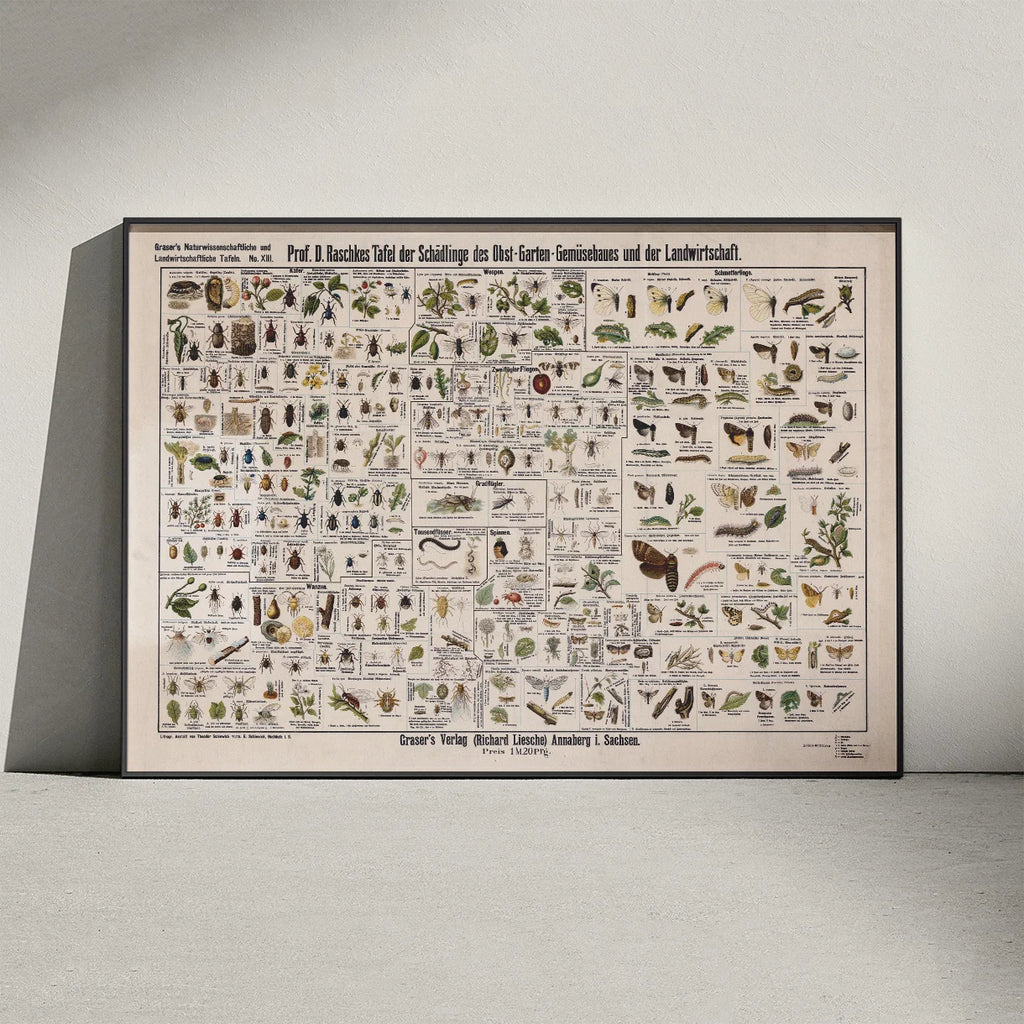 Skadedyr i landbrug 1910 - Zoologisk planche – billede 3