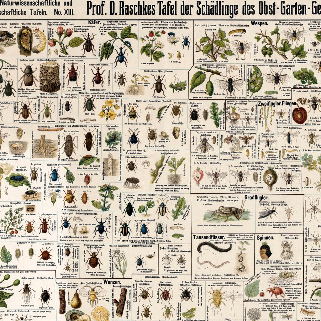 Skadedyr i landbrug 1910 - Zoologisk planche – billede 4
