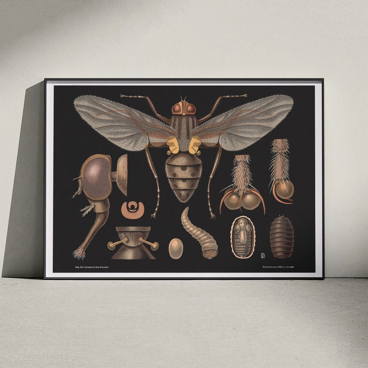 Stueflue 1910 - Zoologisk undervisningsplakat – billede 3