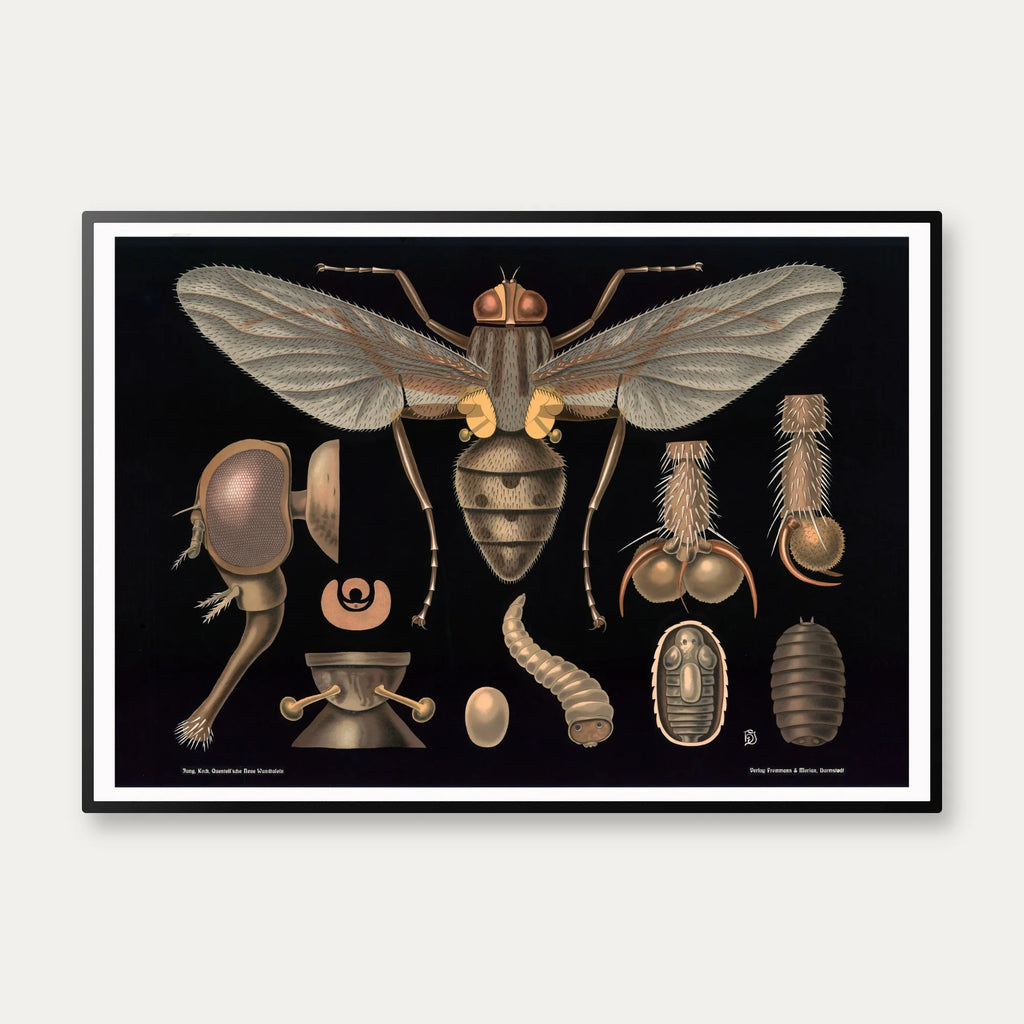 Stueflue 1910 - Zoologisk undervisningsplakat – billede 1