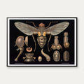 Stueflue 1910 - Zoologisk undervisningsplakat – billede 1