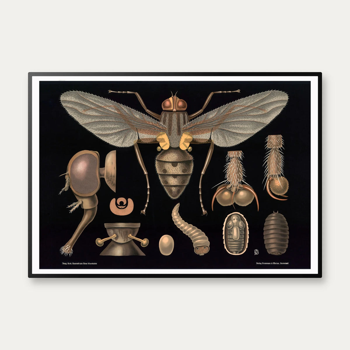 Stueflue 1910 - Zoologisk undervisningsplakat – billede 1