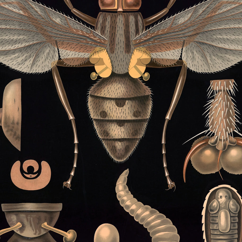 Stueflue 1910 - Zoologisk undervisningsplakat – billede 4
