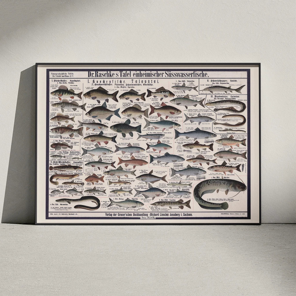 Ferskvandsfisk 1910 - Zoologisk planche – billede 3
