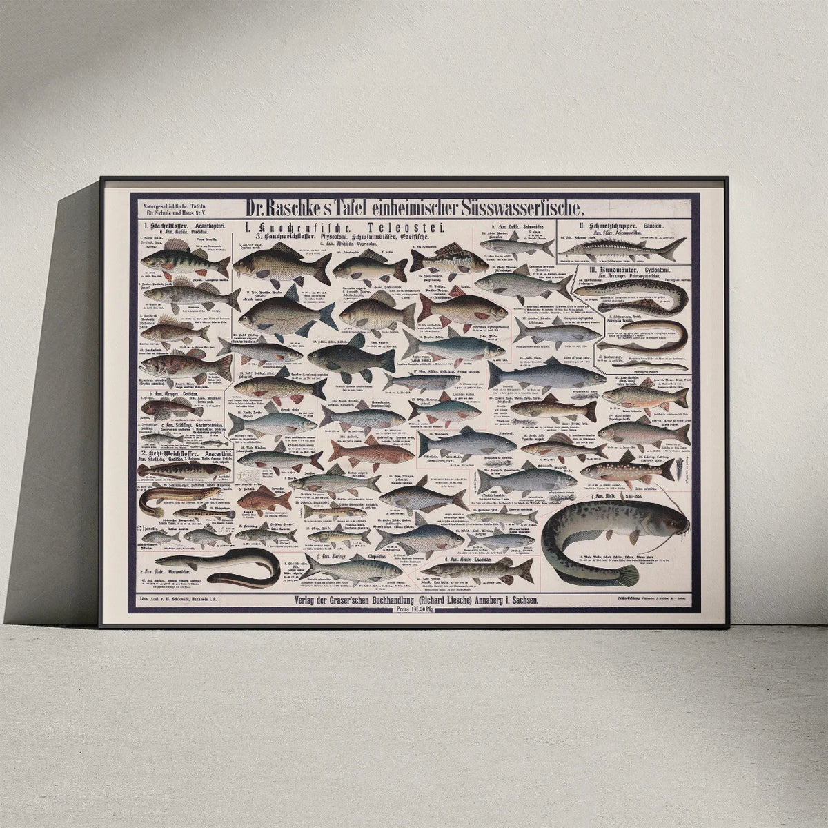 Ferskvandsfisk 1910 - Zoologisk planche – billede 3