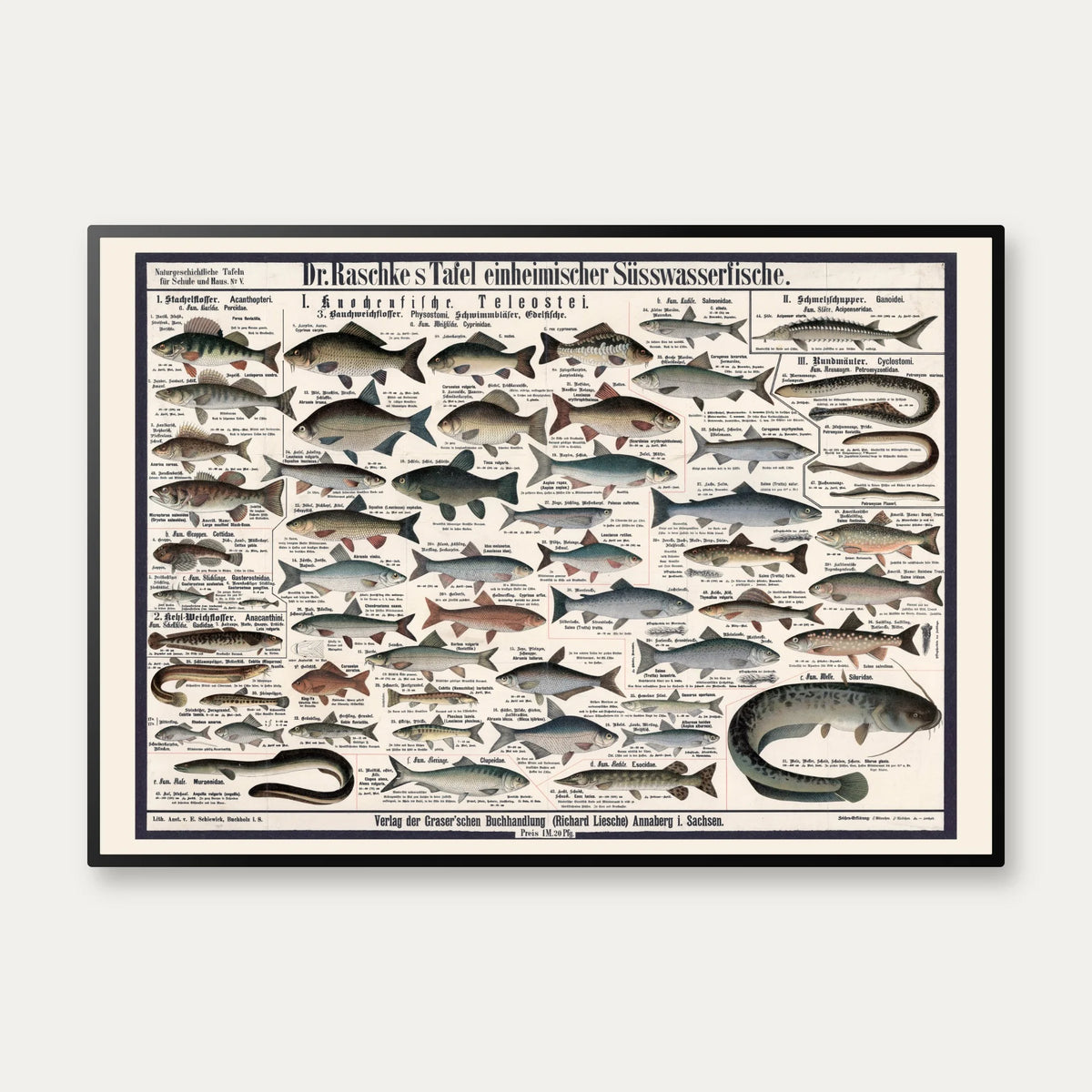 Ferskvandsfisk 1910 - Zoologisk planche – billede 1