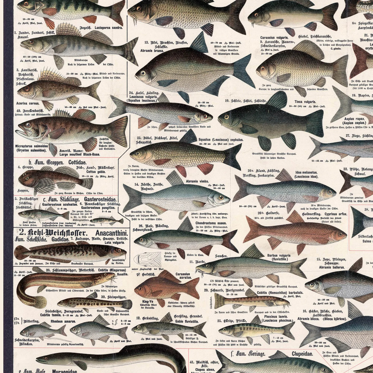 Ferskvandsfisk 1910 - Zoologisk planche – billede 4