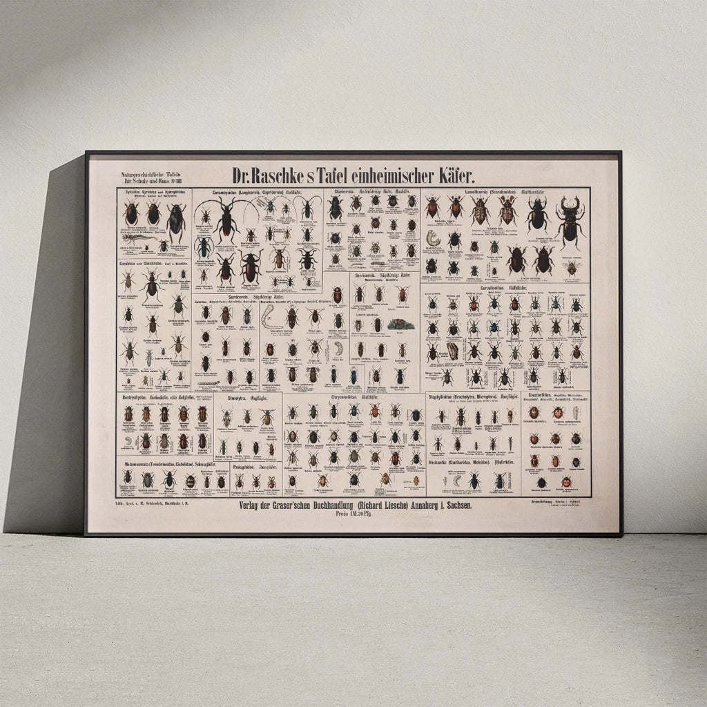 Biller 1910 - Zoologisk planche – billede 3