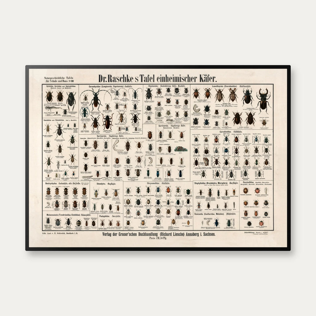 Biller 1910 - Zoologisk planche – billede 1