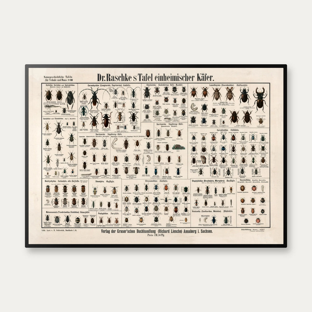 Biller 1910 - Zoologisk planche – billede 1