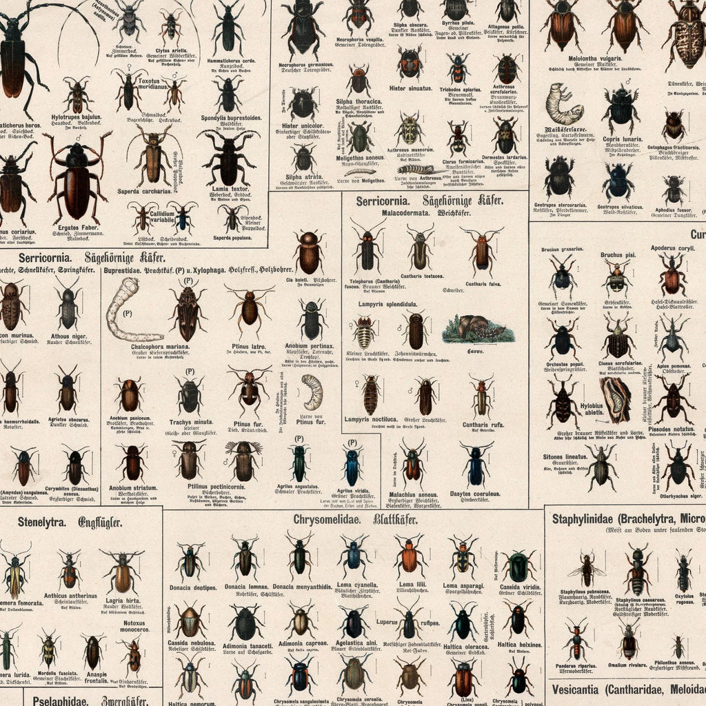 Biller 1910 - Zoologisk planche – billede 4