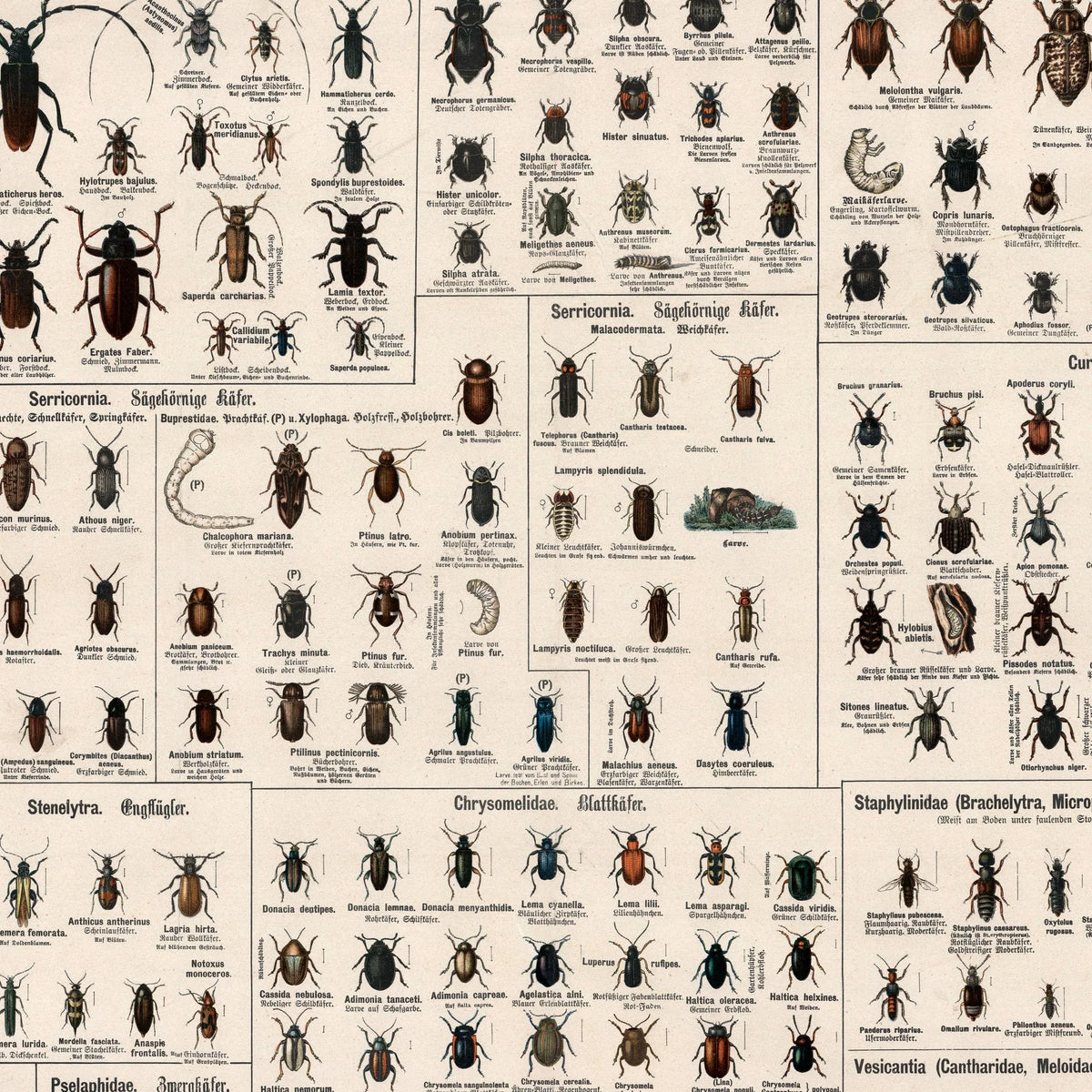Biller 1910 - Zoologisk planche – billede 4