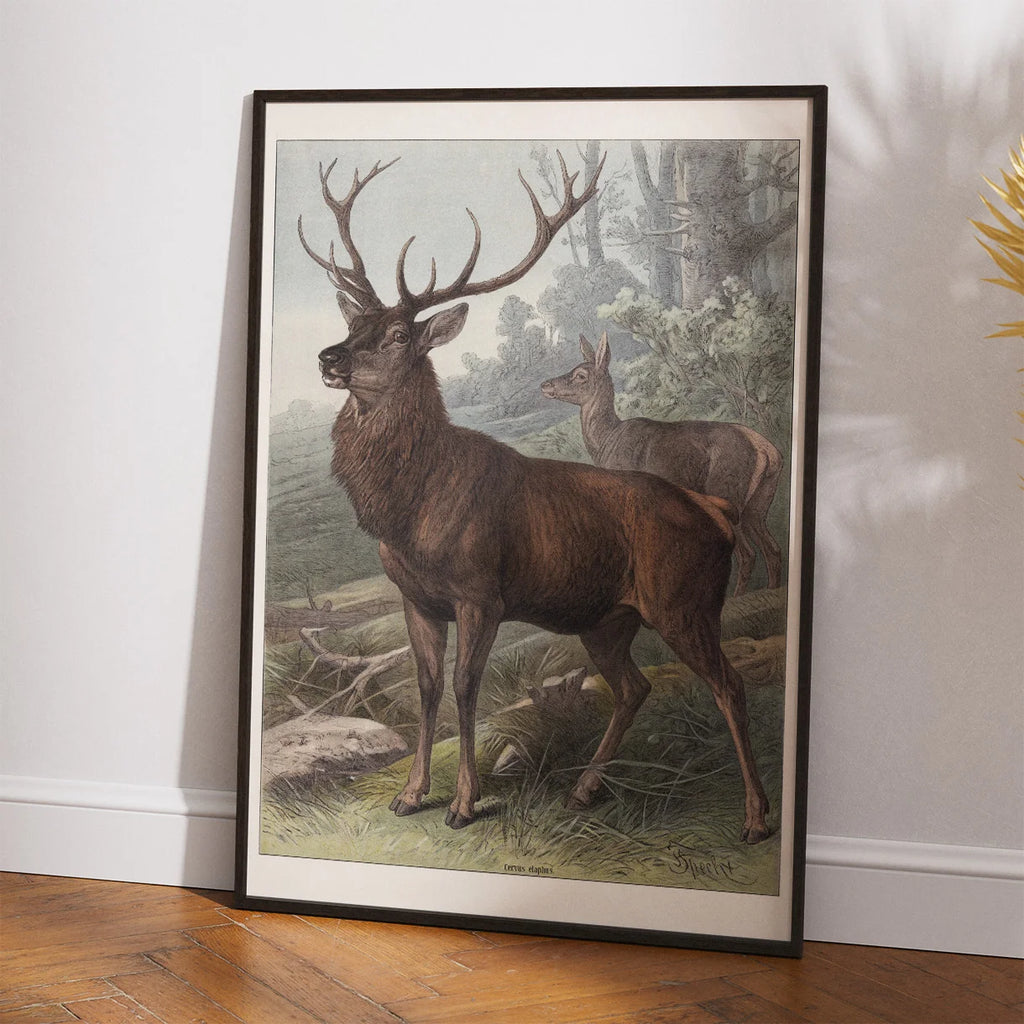 Hjort 1890 - Zoologisk planche – billede 2
