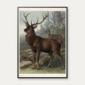 Hjort 1890 - Zoologisk planche – billede 1
