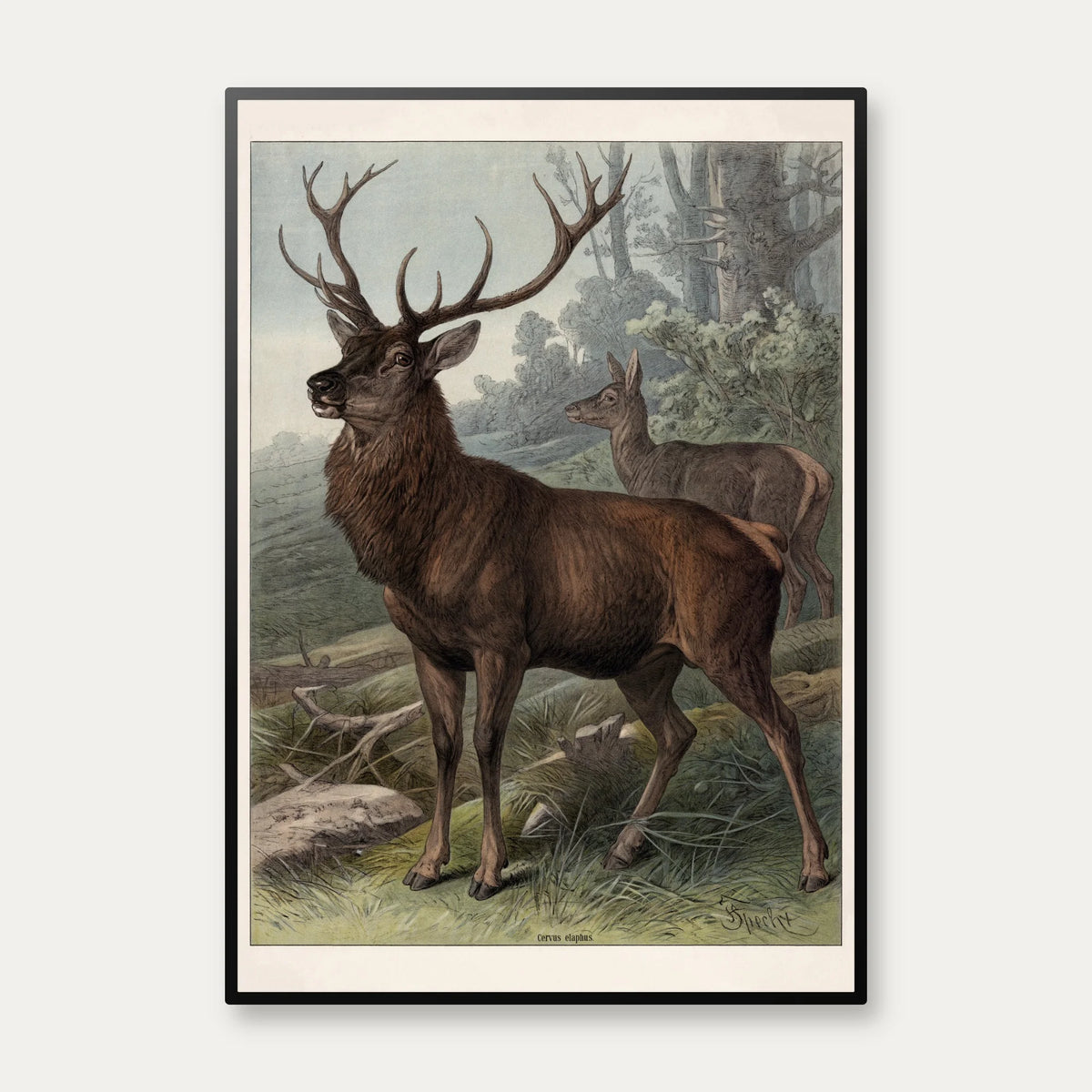 Hjort 1890 - Zoologisk planche – billede 1