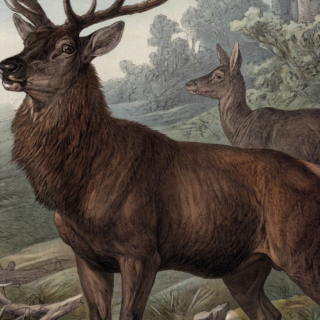 Hjort 1890 - Zoologisk planche – billede 4
