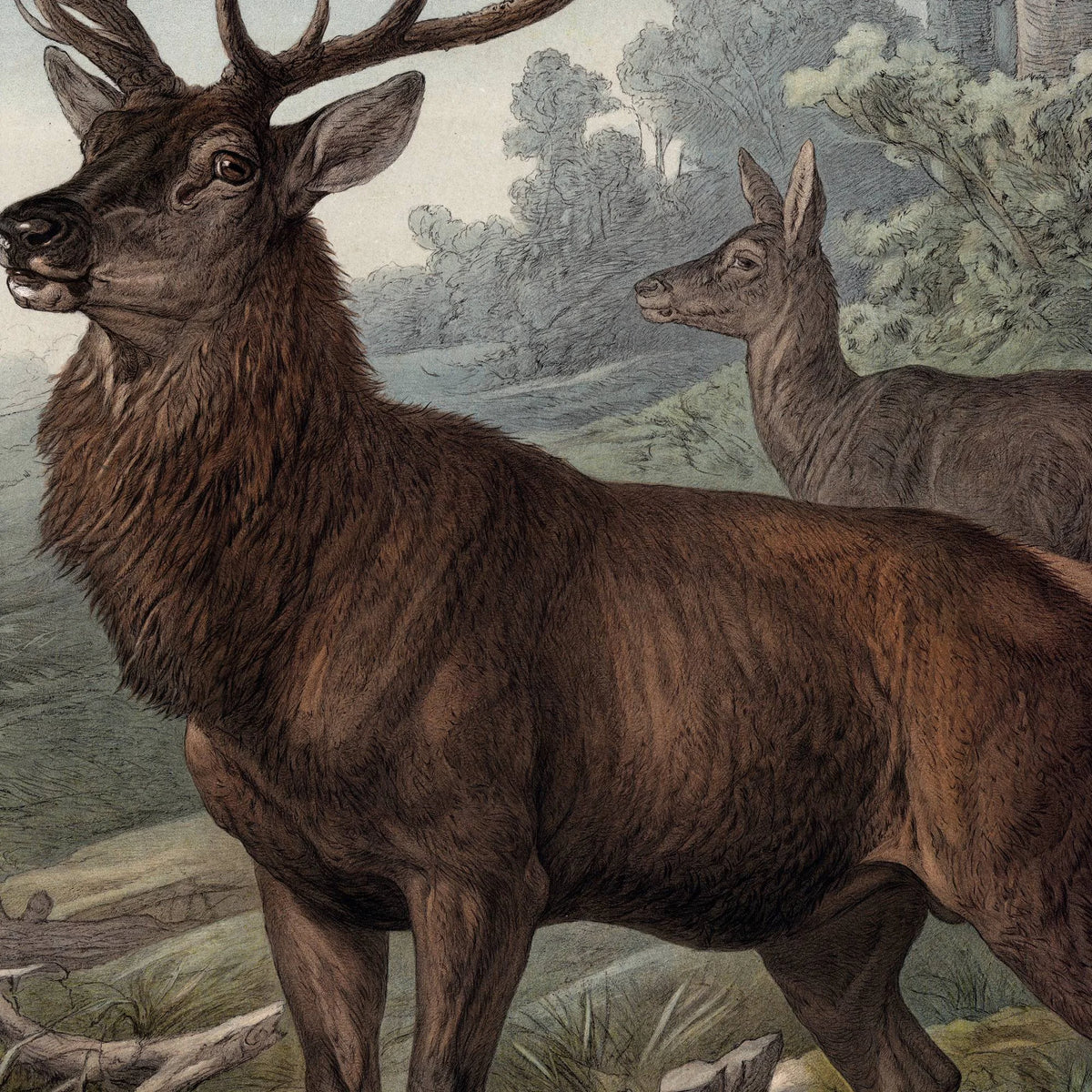 Hjort 1890 - Zoologisk planche – billede 4