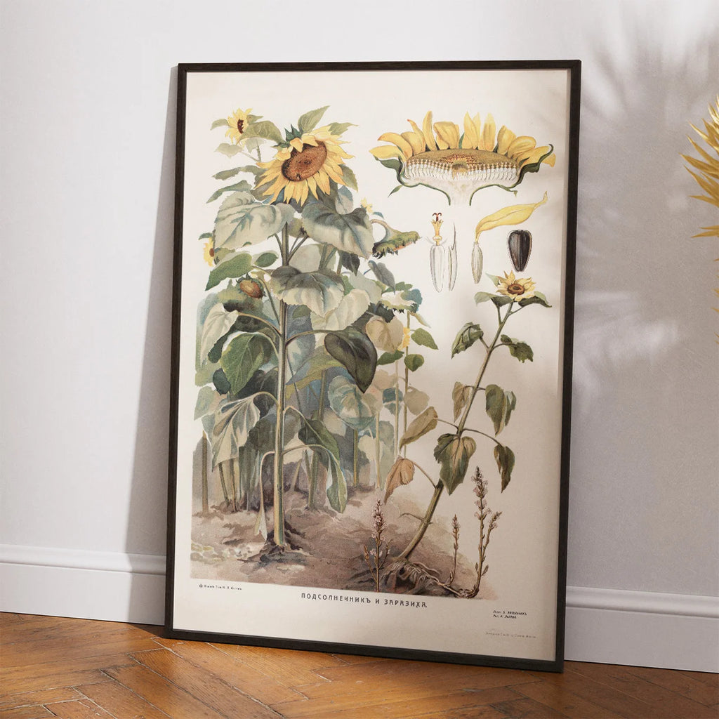Solsikke 1910 - Botanisk undervisningsplakat – billede 2