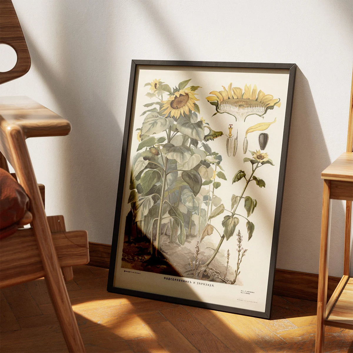 Solsikke 1910 - Botanisk undervisningsplakat – billede 3