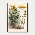 Solsikke 1910 - Botanisk undervisningsplakat – billede 1