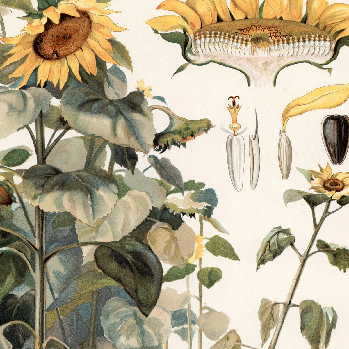 Solsikke 1910 - Botanisk undervisningsplakat – billede 4