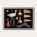 Gås 1910 - Zoologisk undervisningsplakat – billede 1