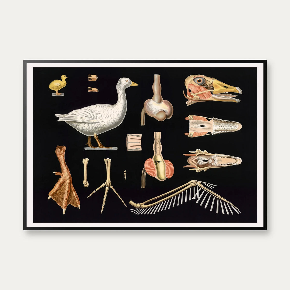 Gås 1910 - Zoologisk undervisningsplakat – billede 1
