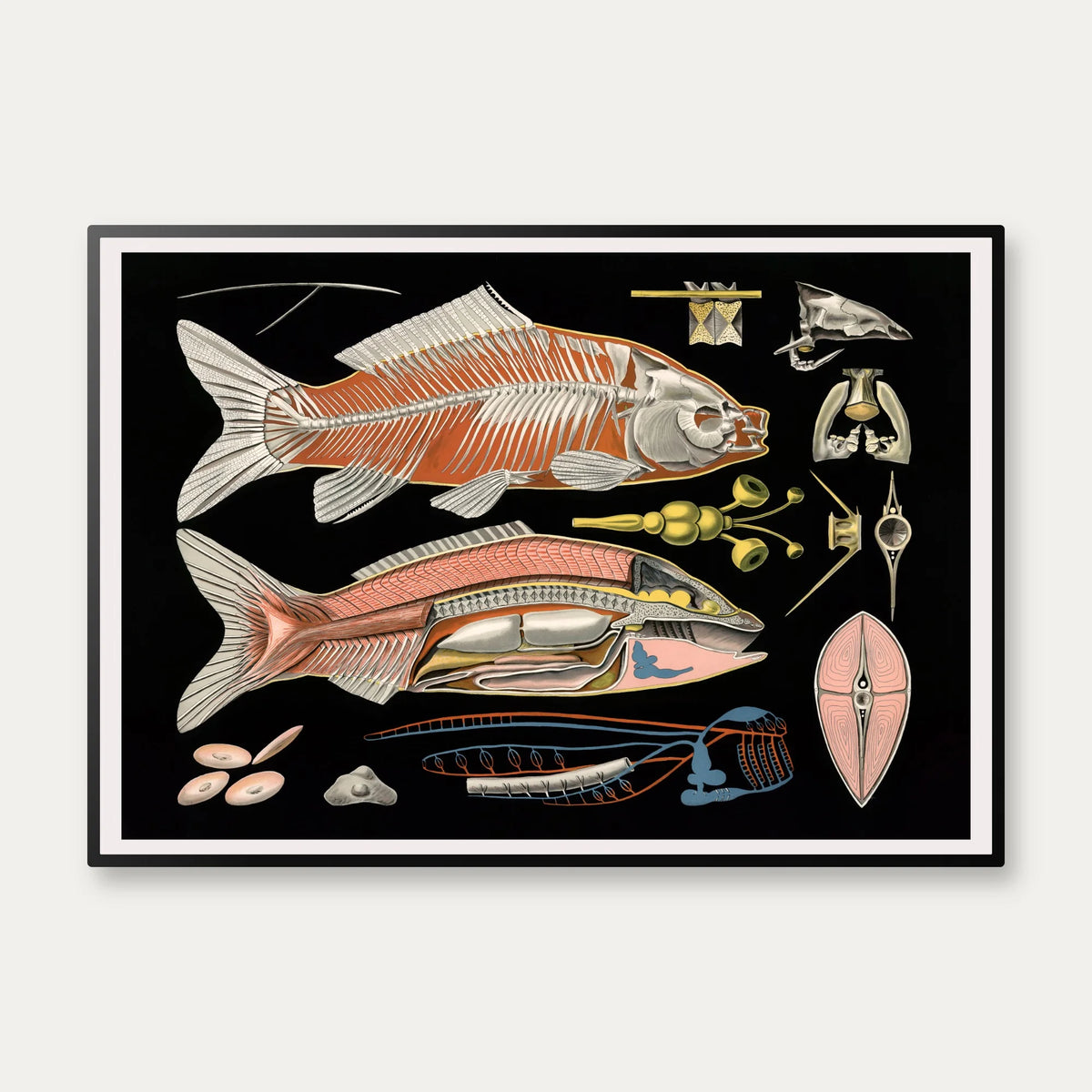 Karpe 1910 - Zoologisk undervisningsplakat – billede 1