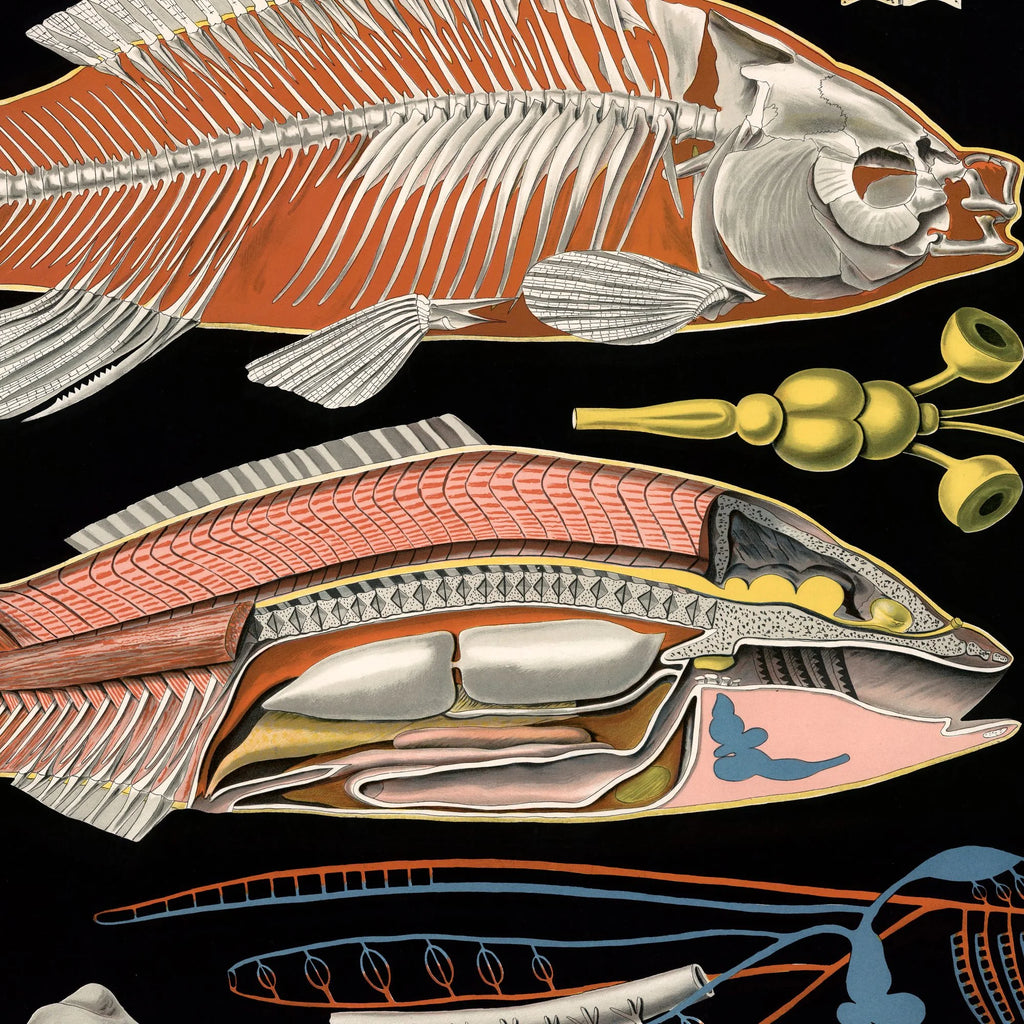 Karpe 1910 - Zoologisk undervisningsplakat – billede 4