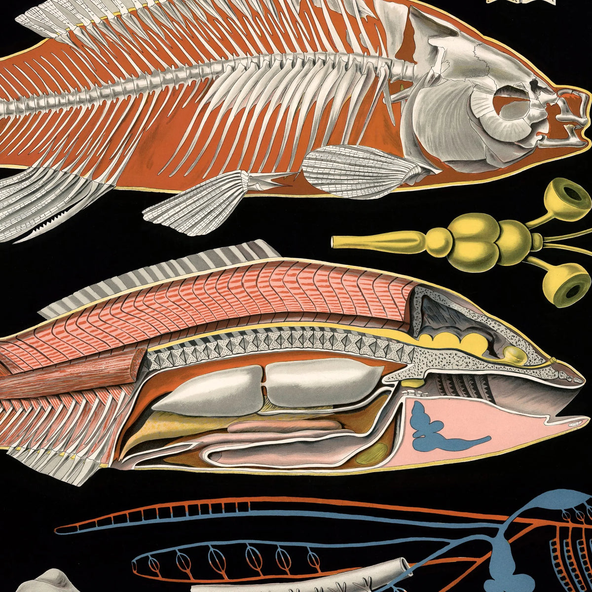 Karpe 1910 - Zoologisk undervisningsplakat – billede 4