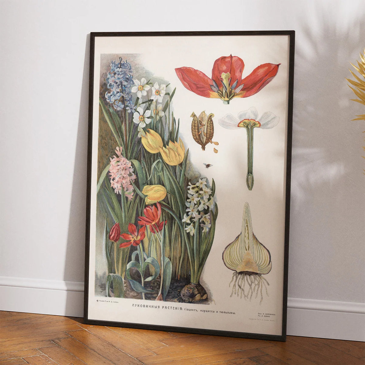 Løgvækster 1910 - Botanisk planche – billede 2