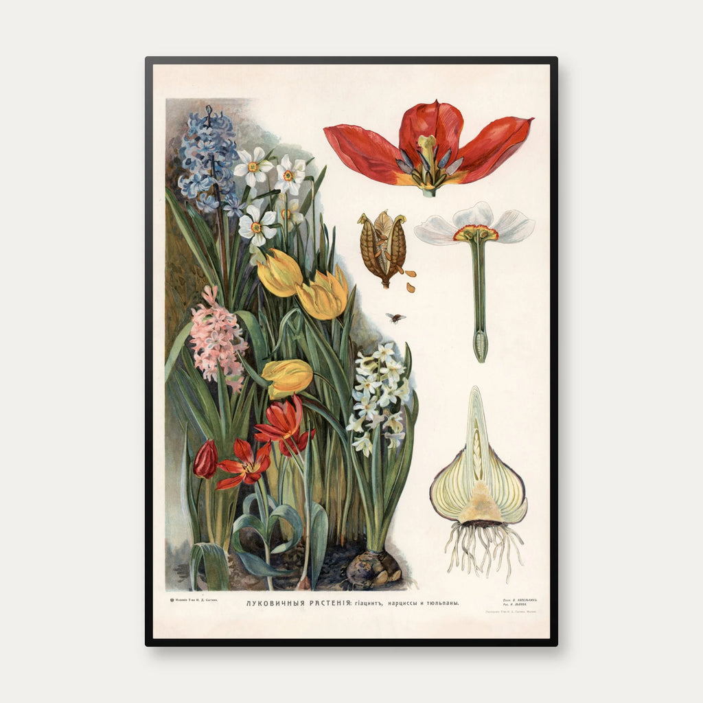 Løgvækster 1910 - Botanisk planche – billede 1