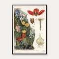 Løgvækster 1910 - Botanisk planche – billede 1