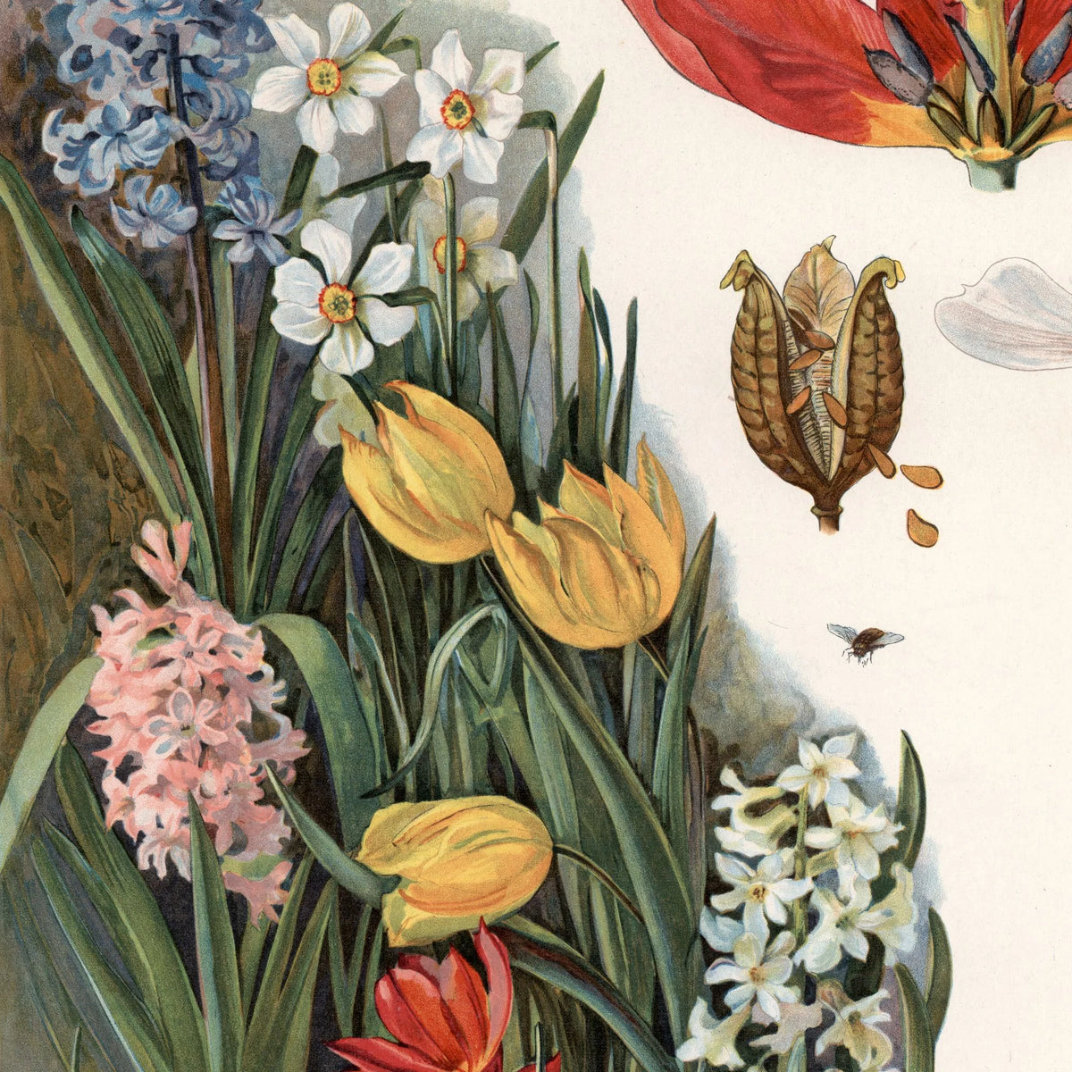 Løgvækster 1910 - Botanisk planche – billede 4